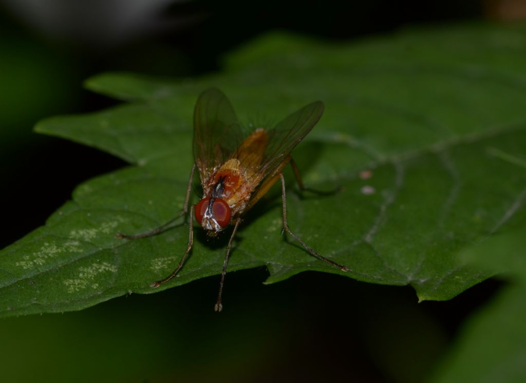 Achanthiptera rohrelliformis ? S